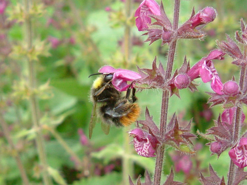 Stachys sylvatica / Erba betonica, vettonica